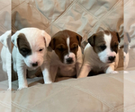 Small Photo #3 Jack Russell Terrier Puppy For Sale in BOISE, ID, USA