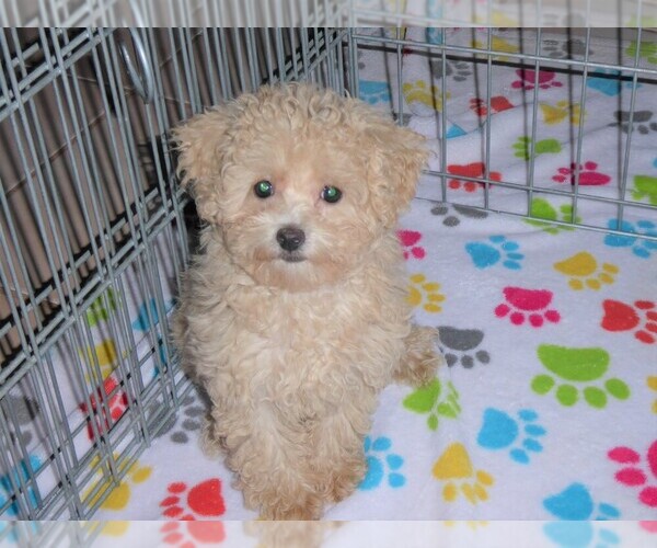 Medium Photo #4 Poodle (Toy) Puppy For Sale in ORO VALLEY, AZ, USA