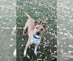 Small #2 Boxer Mix