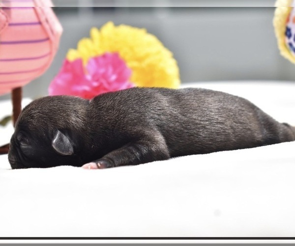 Medium Photo #2 Pug Puppy For Sale in PALM COAST, FL, USA