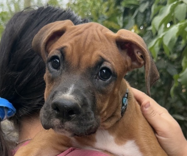 Medium Photo #3 Boxer Puppy For Sale in FONTANA, CA, USA