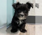 Small Photo #5 Morkie Puppy For Sale in CLARE, IL, USA
