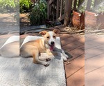 Small #1 Labrador Retriever Mix