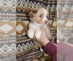 Small Photo #28 Miniature Australian Shepherd Puppy For Sale in ADAIR VILLAGE, OR, USA