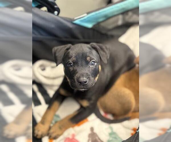 Medium Photo #1 Doberman Pinscher-Unknown Mix Puppy For Sale in San Martin, CA, USA