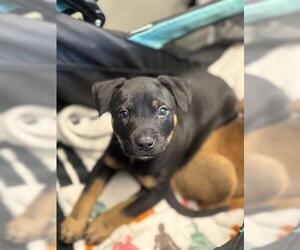 Doberman Pinscher-Unknown Mix Dogs for adoption in San Martin, CA, USA