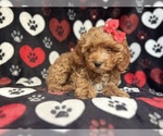 Small #6 Cavapoo