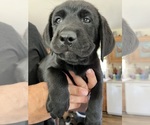 Small #2 Labrador Retriever