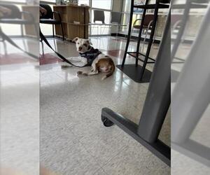 American Pit Bull Terrier-Unknown Mix Dogs for adoption in Plano, TX, USA