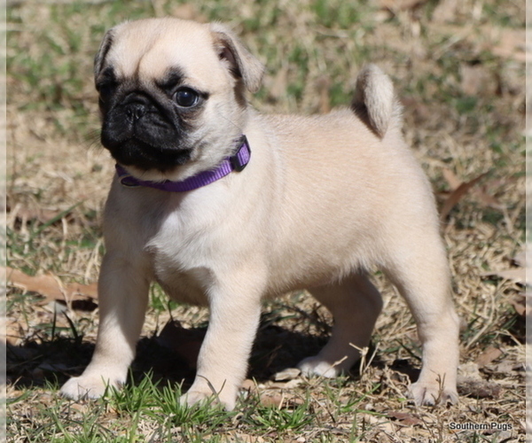 Medium Photo #28 Pug Puppy For Sale in WINNSBORO, TX, USA