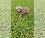 Small #3 Poodle (Toy)