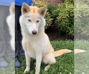 - Mix Dogs for adoption in Mt. Laurel, NJ, USA