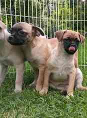 Pom-A-Pug Puppy for sale in WESTMORELAND, NH, USA