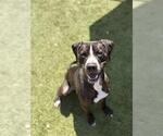 Small Labrador Retriever Mix