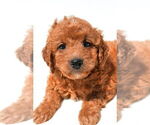 Small #5 Goldendoodle mix (+ Poodle Miniature)