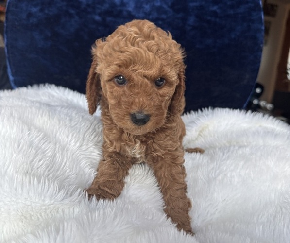 Medium Photo #60 Goldendoodle (Miniature) Puppy For Sale in SAN FERNANDO, CA, USA