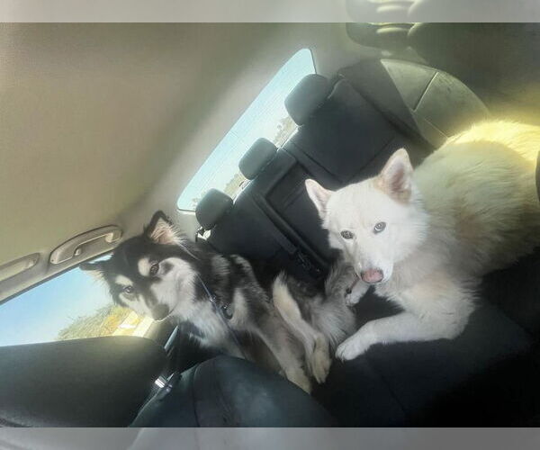 Medium Photo #5 Siberian Husky Puppy For Sale in Escondido, CA, USA