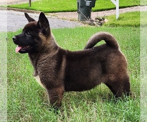 Akita Litter for sale in MEM, TN, USA