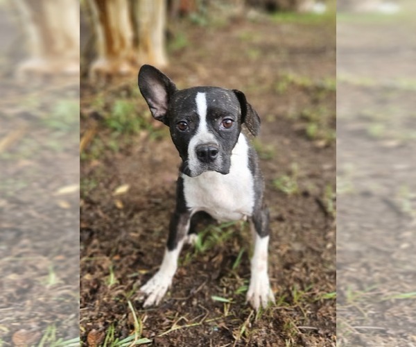 Medium Photo #1 Boston Terrier-Unknown Mix Puppy For Sale in Wakefield, RI, USA