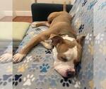 Small #4 American Pit Bull Terrier