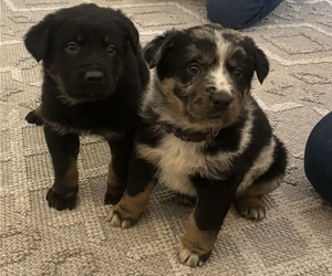 Australian Shepherd-German Shepherd Dog Mix Puppy for Sale in SECOR, Illinois USA