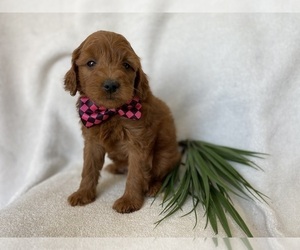 Goldendoodle (Miniature) Puppy for sale in LAKELAND, FL, USA