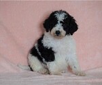 Small #4 Poodle (Standard)-Shepadoodle Mix