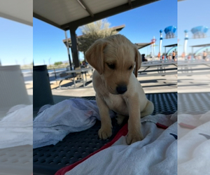 Golden Labrador Puppy for sale in BUCKEYE, AZ, USA