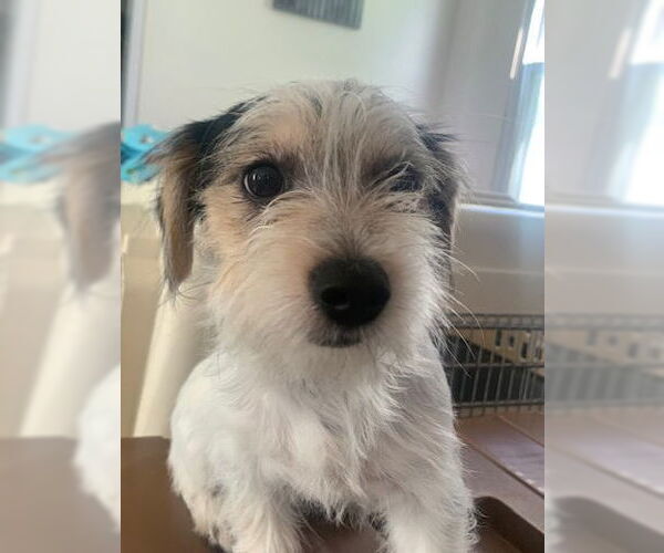 Medium Photo #4 Maltese-Unknown Mix Puppy For Sale in Westminster, MD, USA