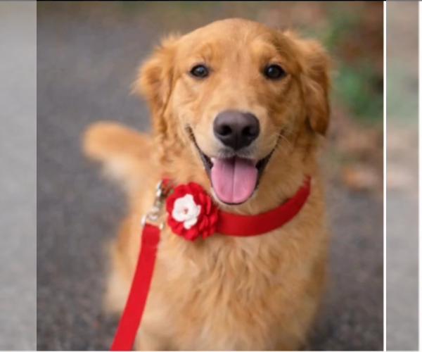 Medium Photo #1 Golden Retriever Puppy For Sale in SEBREE, KY, USA