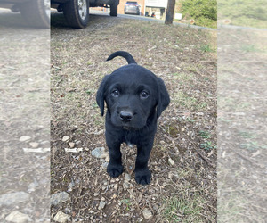 Bluetick Coonhound-Labrador Retriever Mix Puppy for sale in SCOTTSVILLE, VA, USA