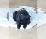 Small Photo #8 Labrador Retriever Puppy For Sale in WOODLAND, WA, USA
