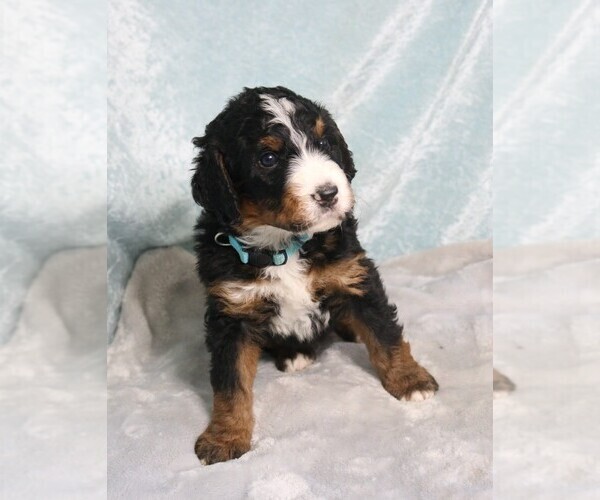 Medium Photo #3 Bernedoodle Puppy For Sale in ANDERSON, SC, USA