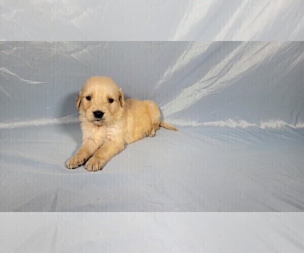 Medium Photo #2 Golden Retriever Puppy For Sale in FALCON, CO, USA
