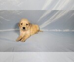 Small #1 Golden Retriever
