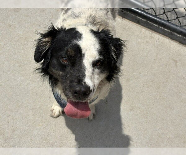 Medium Photo #1 Border Collie-Unknown Mix Puppy For Sale in Tulsa, OK, USA