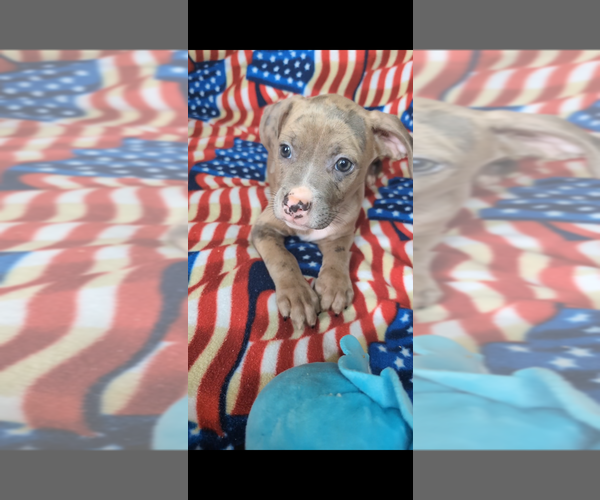 Medium Photo #1 American Bully Puppy For Sale in GROVETOWN, GA, USA