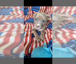 Image preview for Ad Listing. Nickname: Onyx