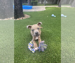 Labrador Retriever-Unknown Mix Dogs for adoption in The Woodlands, TX, USA