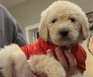 Goldendoodle Puppy for sale in PITTMAN CENTER, TN, USA