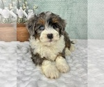 Image preview for Ad Listing. Nickname: Benny