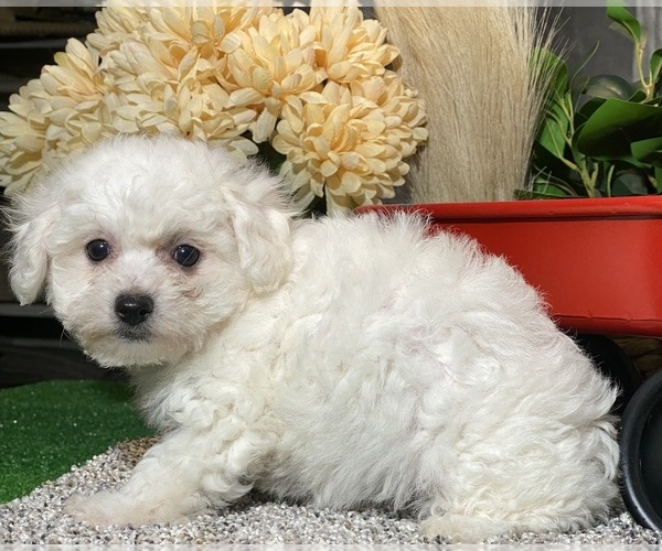 Medium Photo #3 Bichon Frise Puppy For Sale in CANOGA, NY, USA