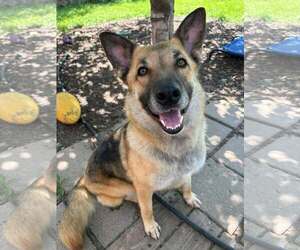 German Shepherd Dog Dogs for adoption in Gretna, NE, USA