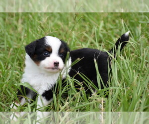 Miniature Australian Shepherd Puppy for sale in PALM COAST, FL, USA