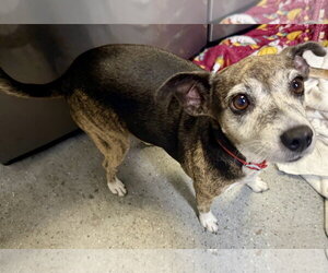 Italian Greyhound Dogs for adoption in Boca Raton, FL, USA