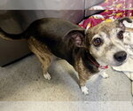 Sweet Adorable Amy - Female Italian Greyhound Dog for Adoption - Small photo