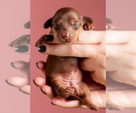 Small Photo #8 Dachshund Puppy For Sale in CROWLEY, TX, USA