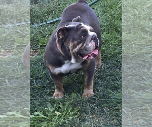 Mother of the English Bulldogge puppies born on 06/07/2019