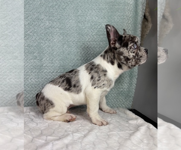 Medium Photo #7 French Bulldog Puppy For Sale in FRANKLIN, IN, USA