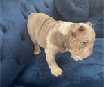 Small #4 English Bulldog